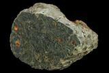 Polished Stromatolite (Alcheringa) Section - Billion Years #133047-2